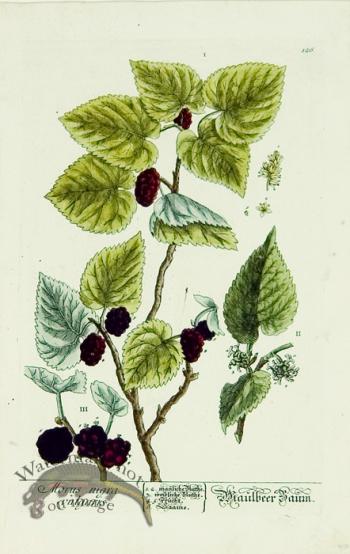 Blackwell German 012